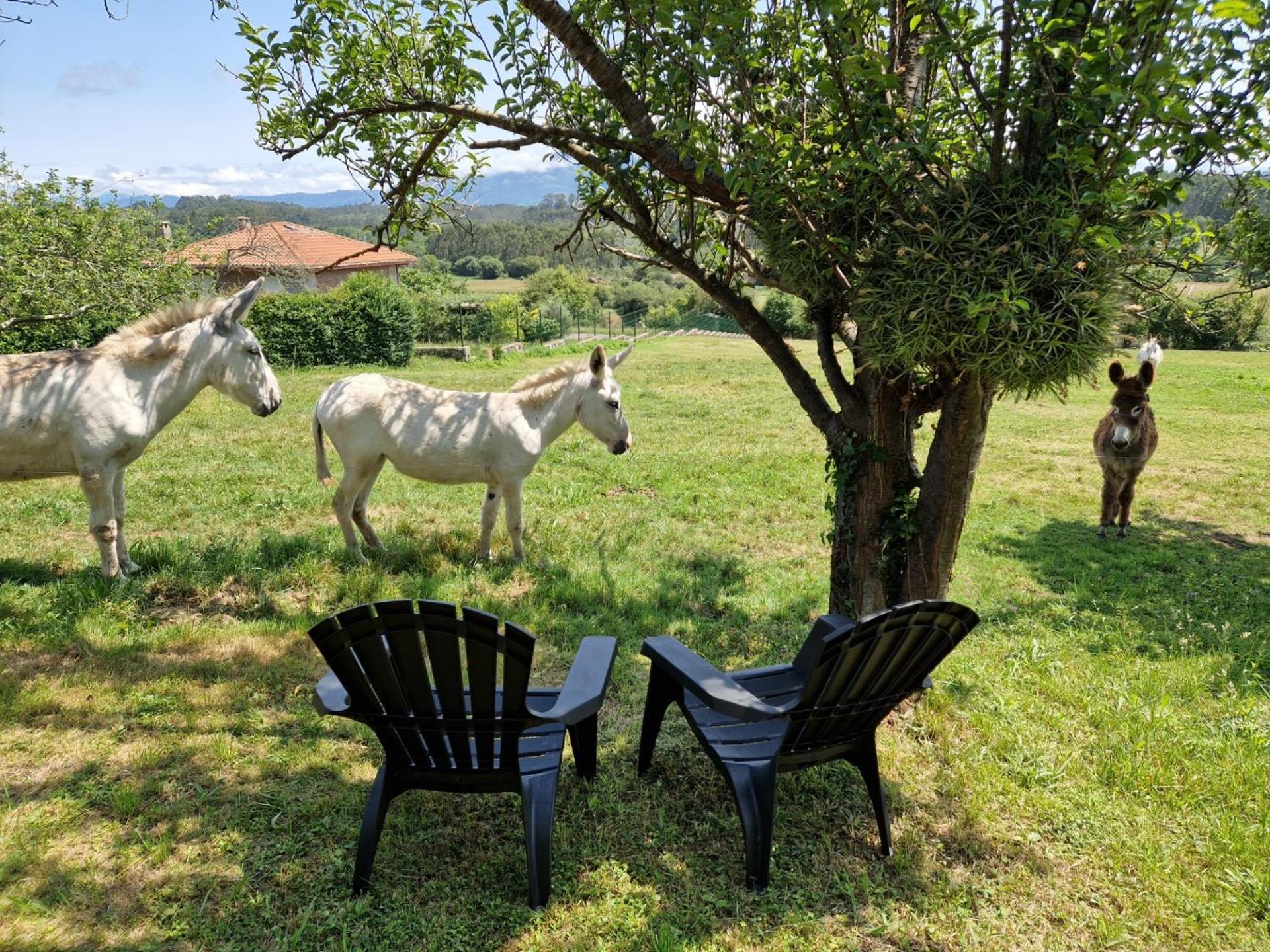 Turismo Rural El Piensu Villaviciosa  Exteriér fotografie