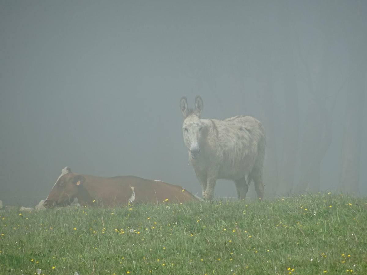 Turismo Rural El Piensu Villaviciosa  Exteriér fotografie
