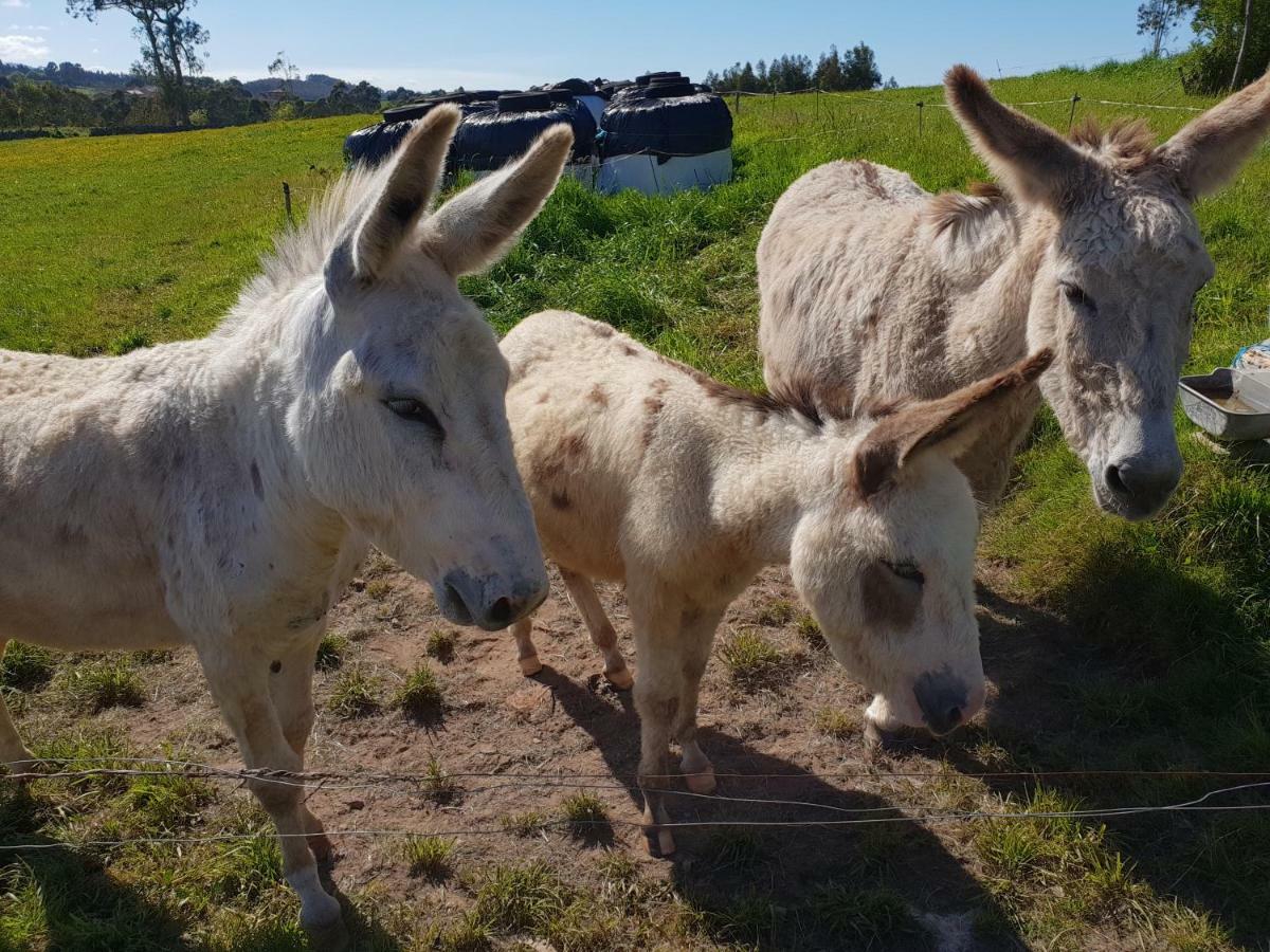 Turismo Rural El Piensu Villaviciosa  Exteriér fotografie